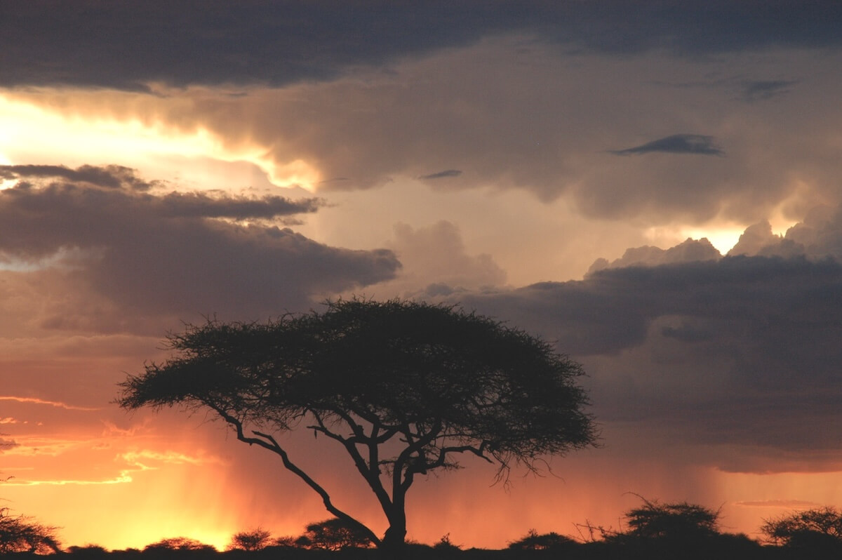 afrikanischer-baum-caprivi