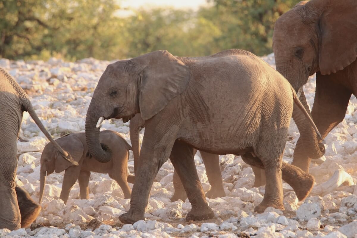 elefanten-kinder-etosha-nationalpark