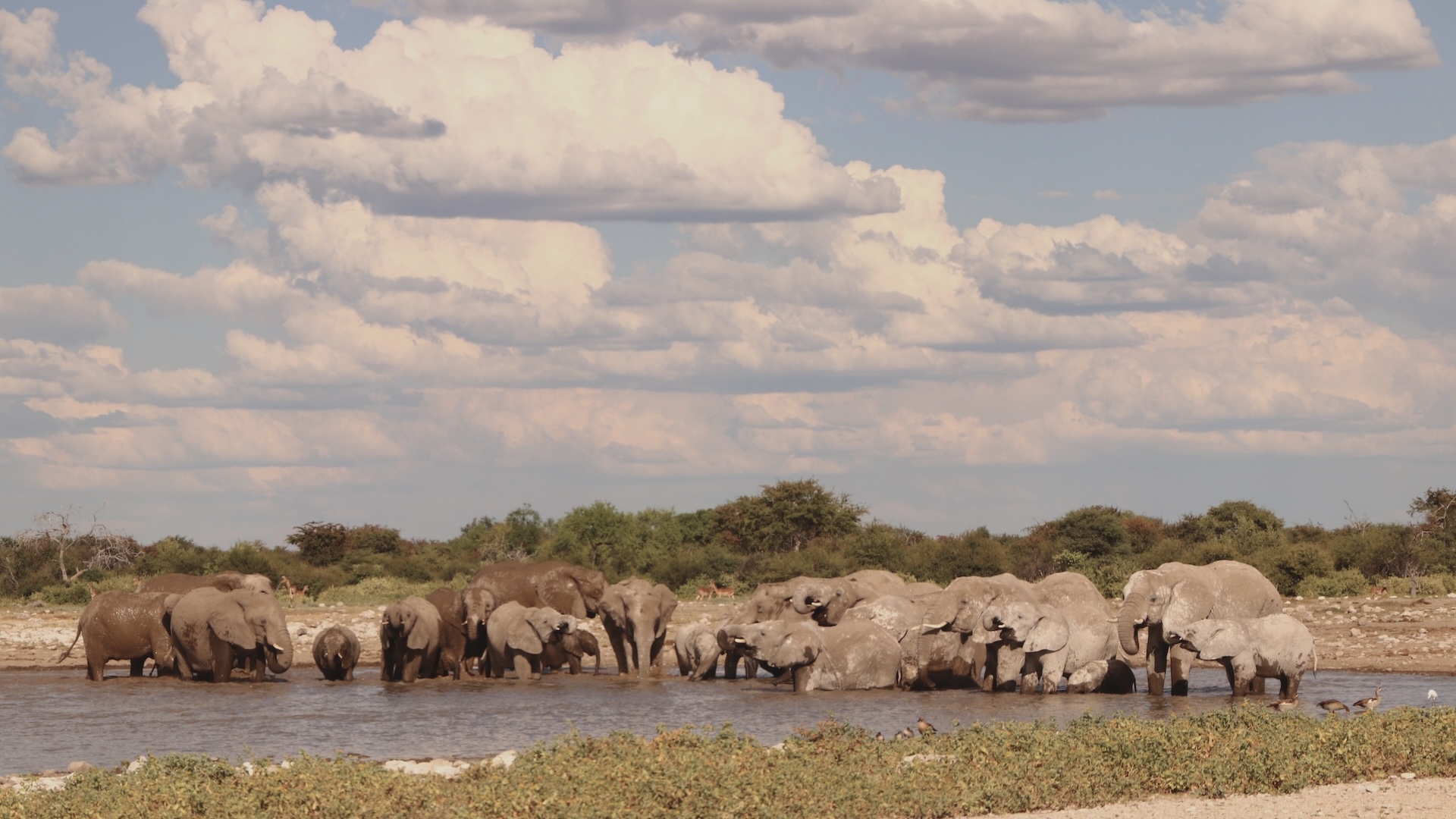 elefanten-wasserloch-etosha-namibia Elefantenherde an einem Wasserloch im Etosha Nationalpark während einer privat geführten Namibia Rundreise