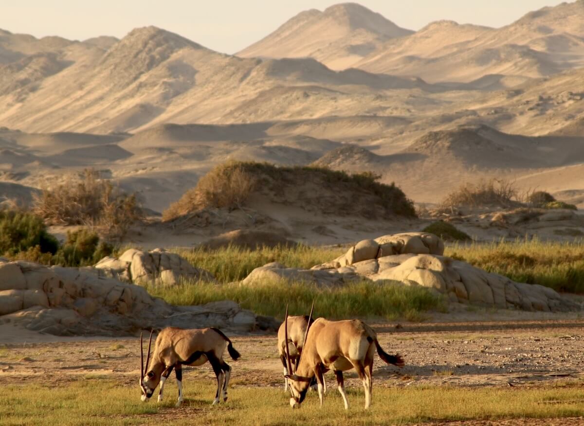 oryx-namib-wüsteJPG