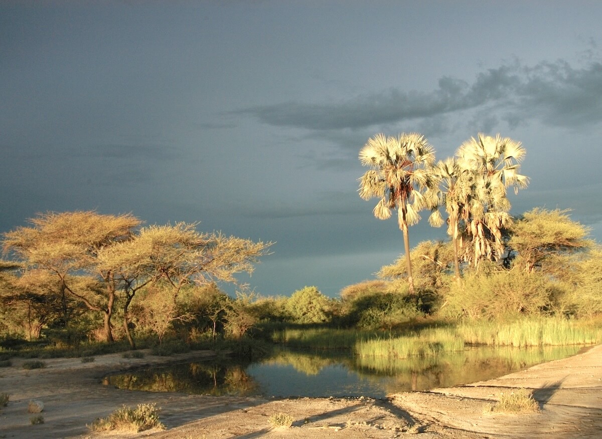 palmen-etosha-nationalpark