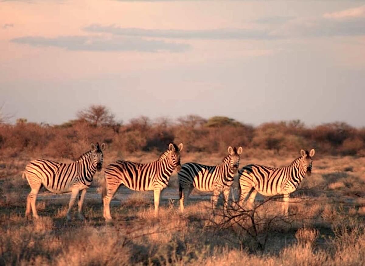 zebras-abendlicht-etosha-nationalpark